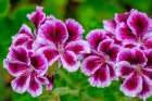 Gooseberry Geranium Art Print